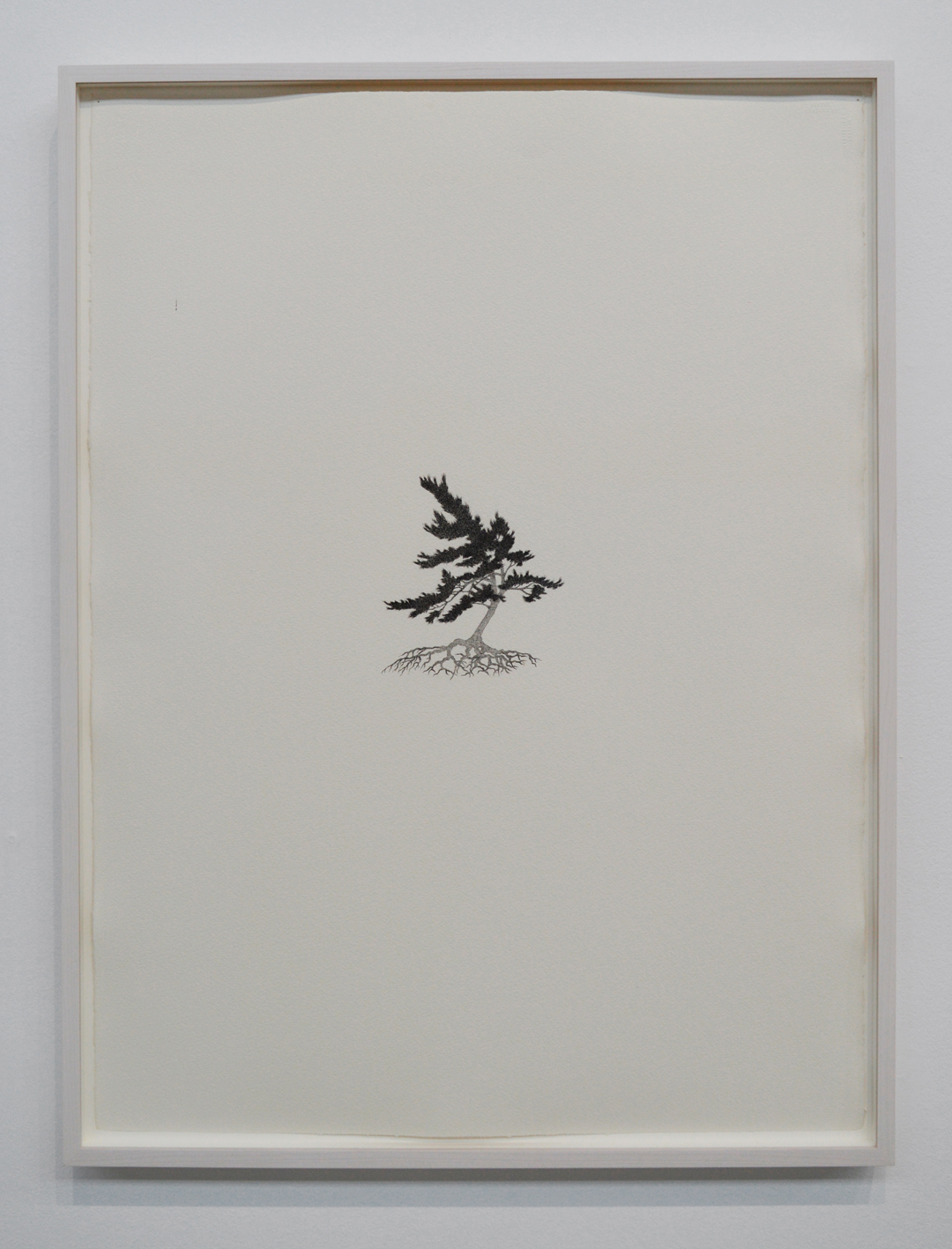 Reinhard Reitzenstein White Pine (pinus strobus) 2015