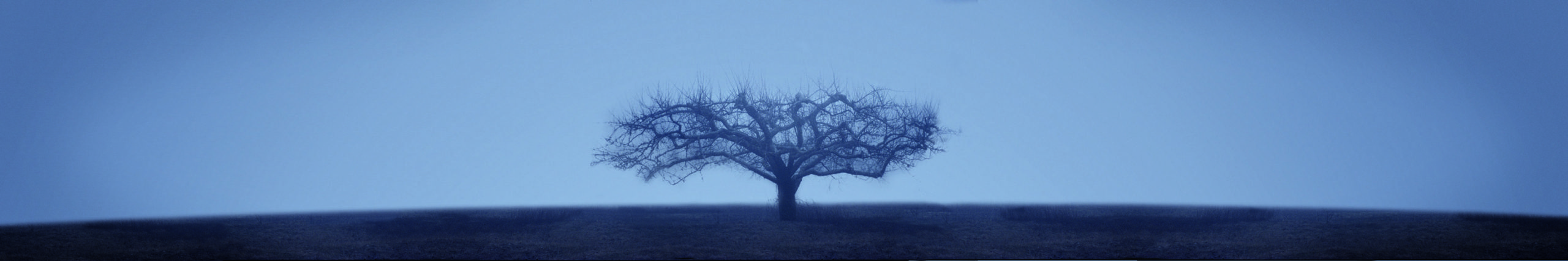 My Great Grandfather's Apple Tree 2001