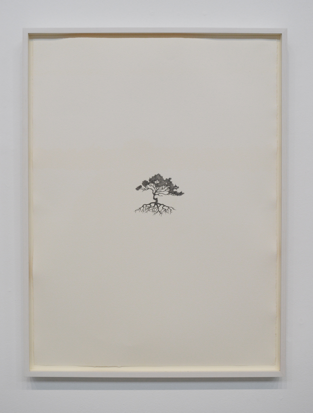Reinhard Reitzenstein Whitebark Pine #1 (pinus albicaulis) 2014