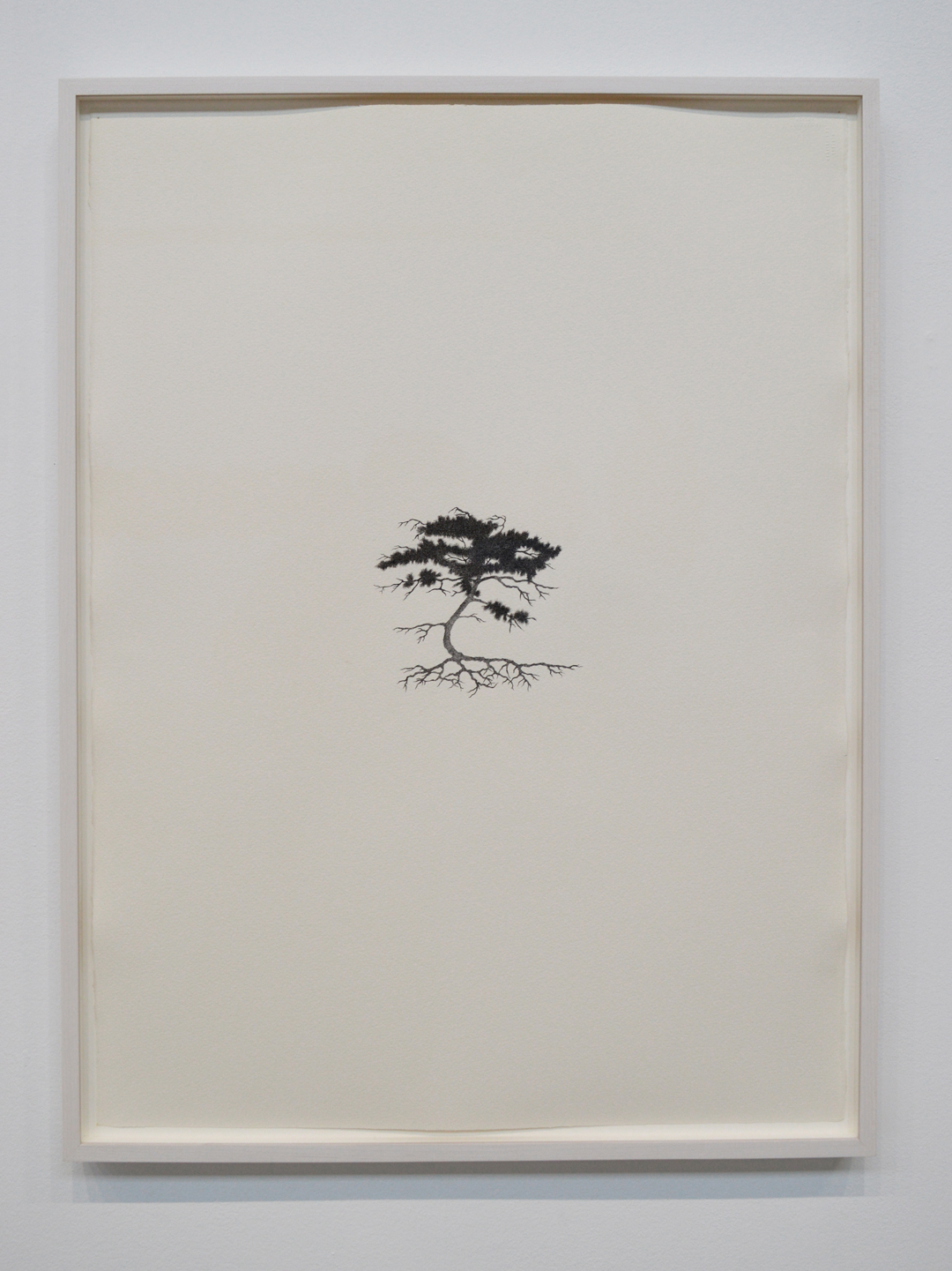 Reinhard Reitzenstein Table Mountain Pine (pinus pungens) 2015
