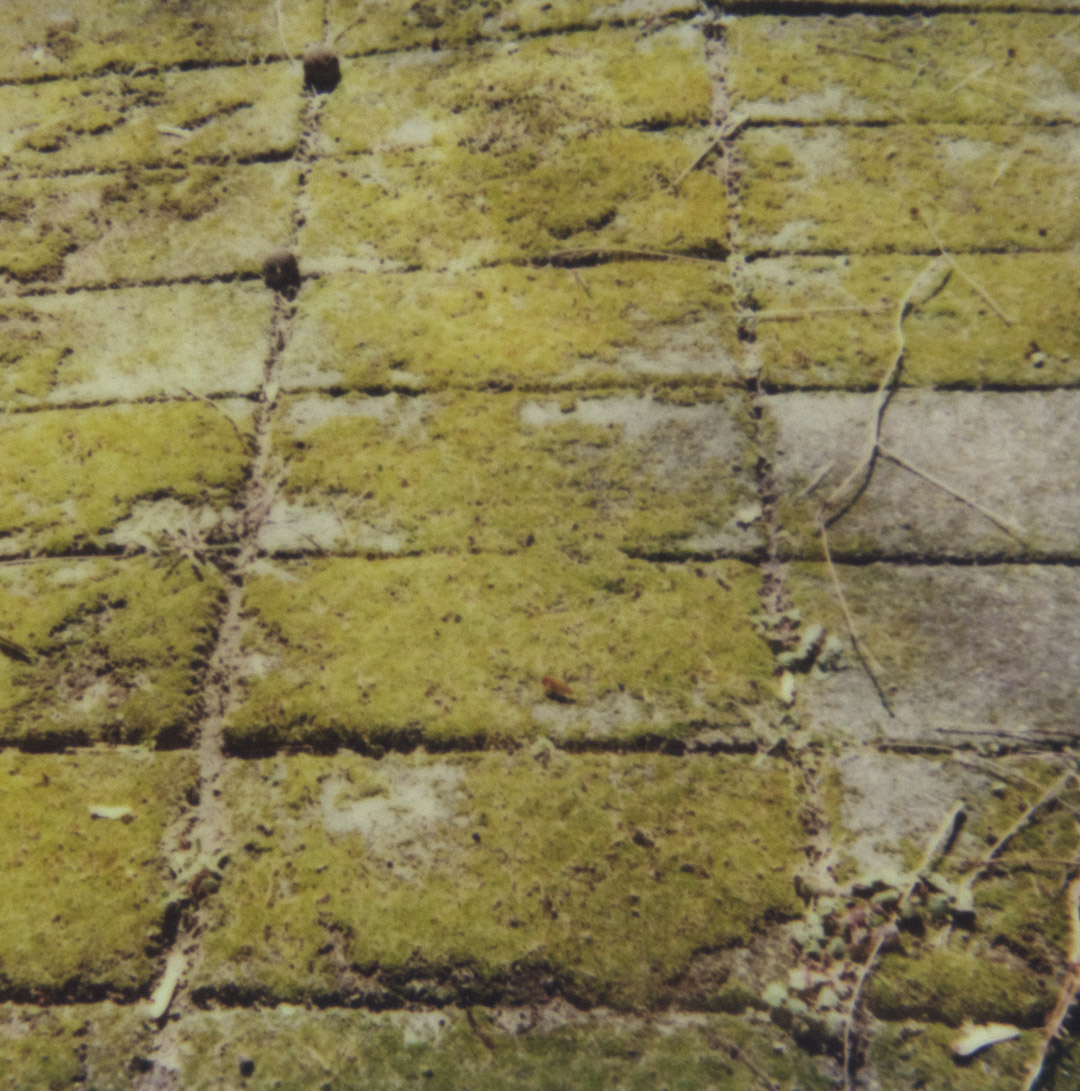 Mossy Grid 2022