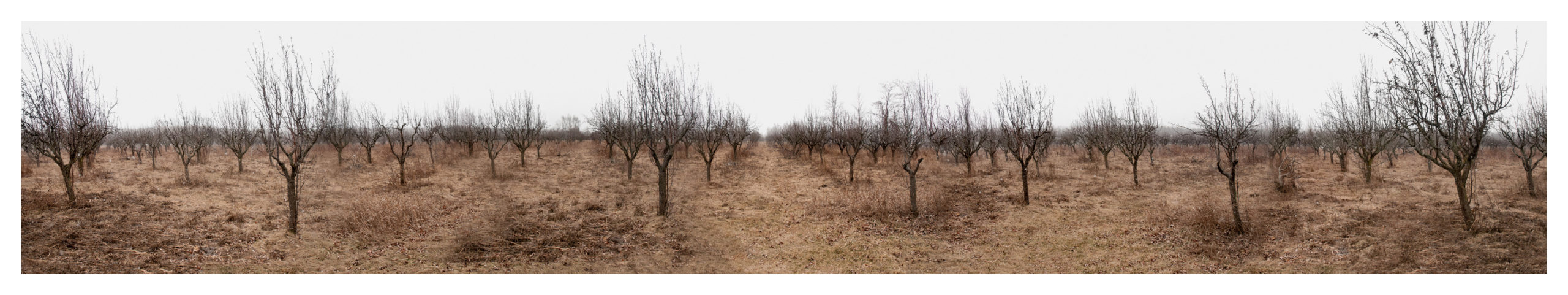 Demise of Pear Orchard 2017