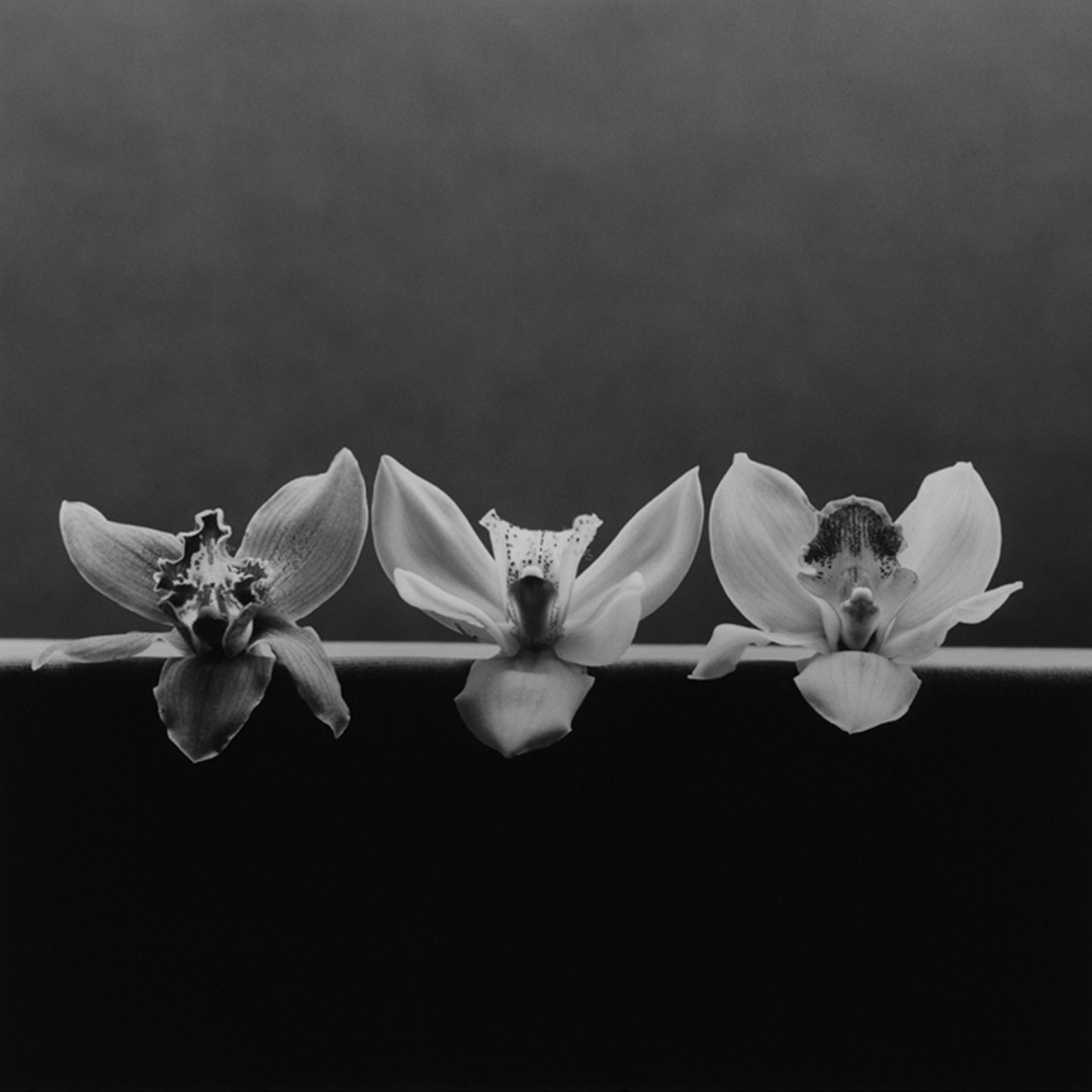 1557 Orchid 1985