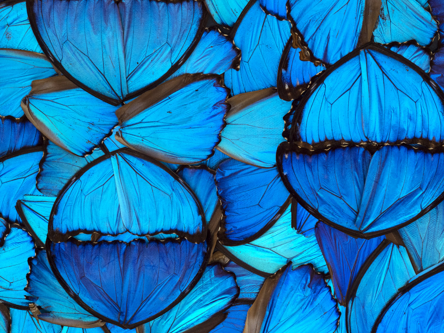 Icarus detail