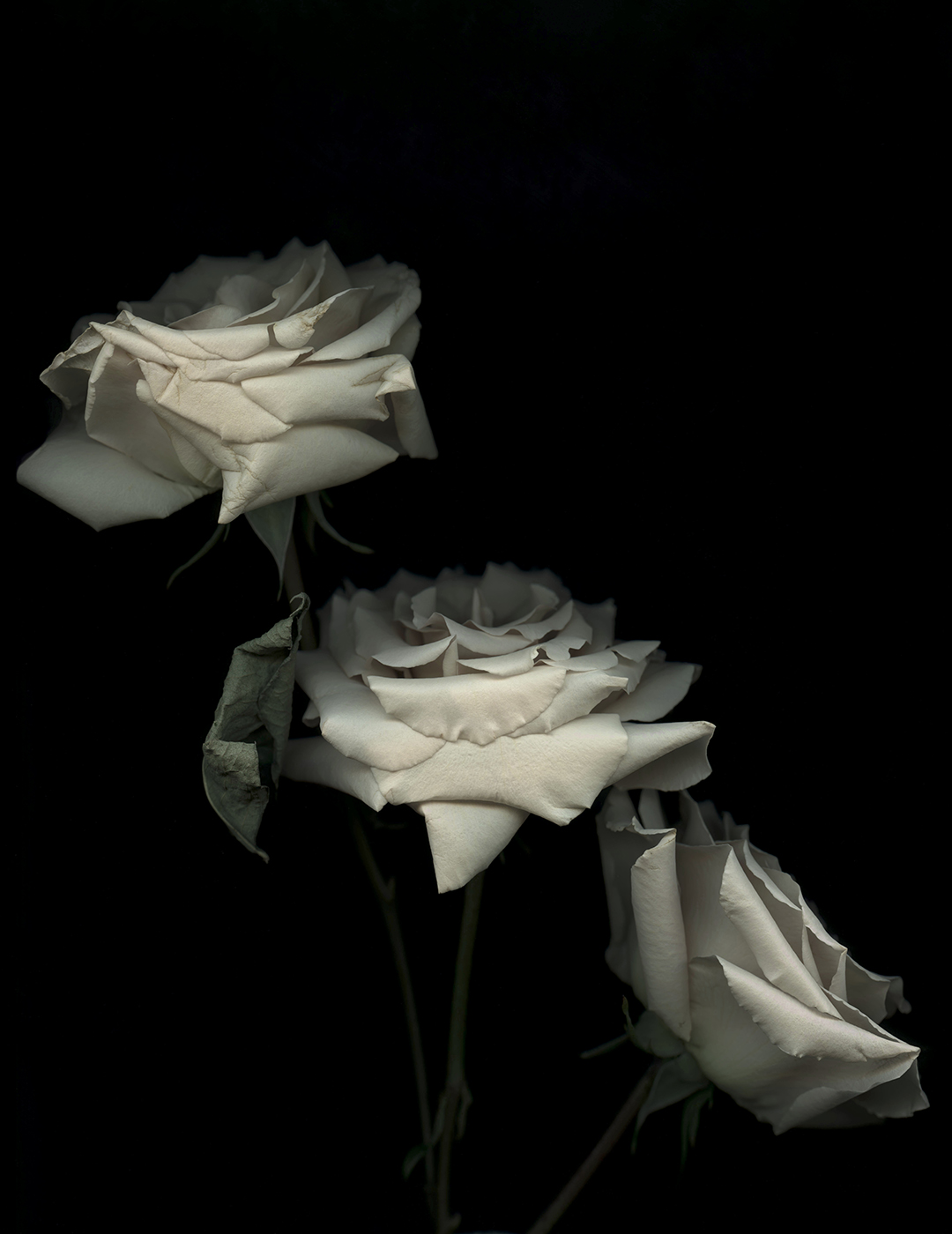 three white roses on a black background